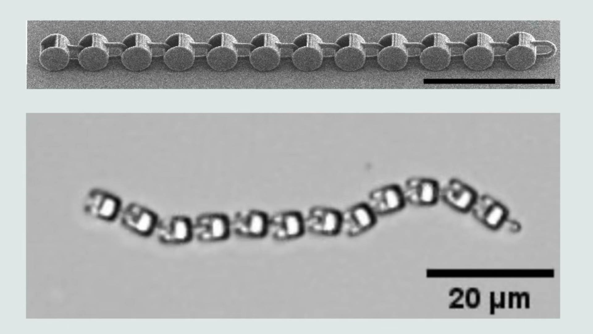 Microscopic chain-like 3D-printed robot undulating in electric field under microscope