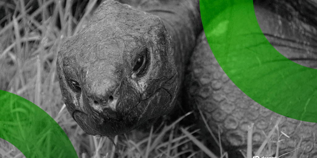 Jonathan the 194-year-old tortoise on St Helena island, subject of a false death hoax tied to a Solana meme coin