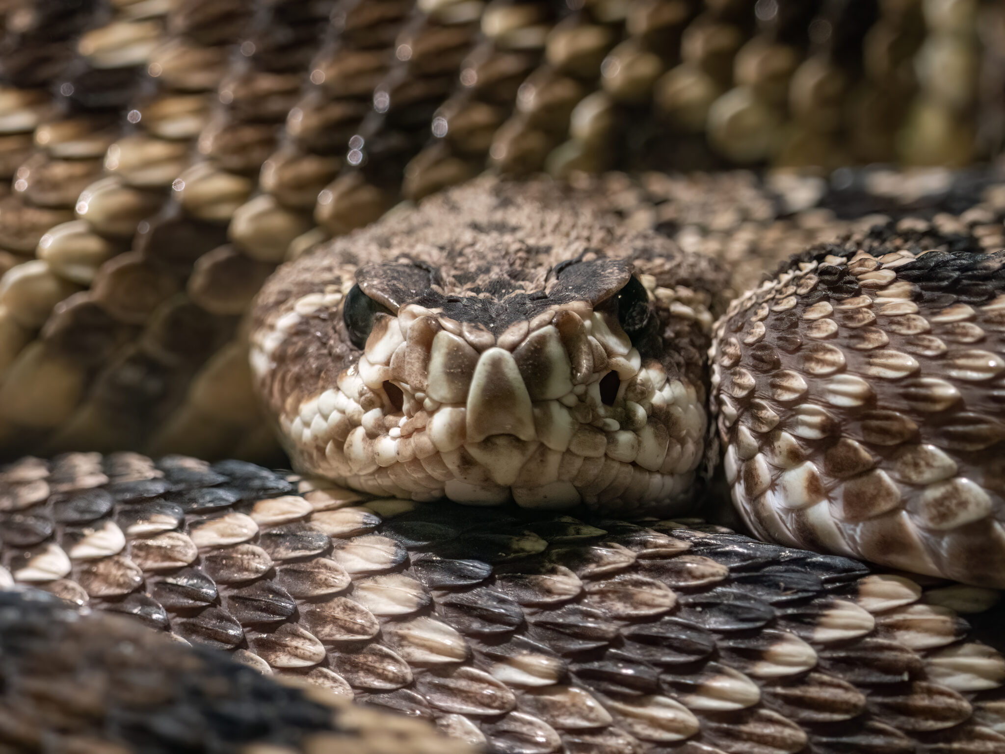 Visualization of AI-designed protein binding to snake venom toxin molecule