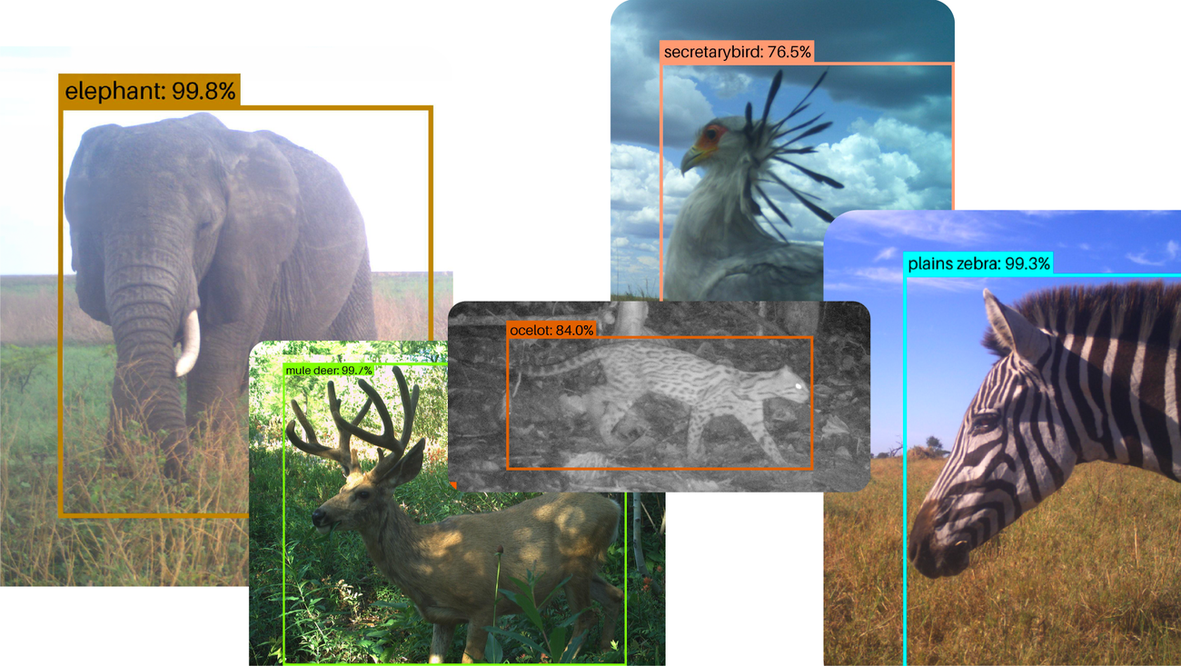 Collage of wildlife camera trap images: elephants at night, puma in forest, cassowary staring at lens, identified by SpeciesNet